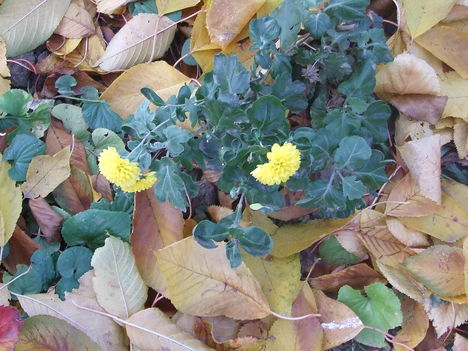 krizantém (Chrysanthemum)
