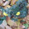 krizantém (Chrysanthemum)