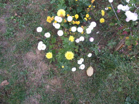 krizantém (Chrysanthemum)