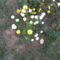 krizantém (Chrysanthemum)