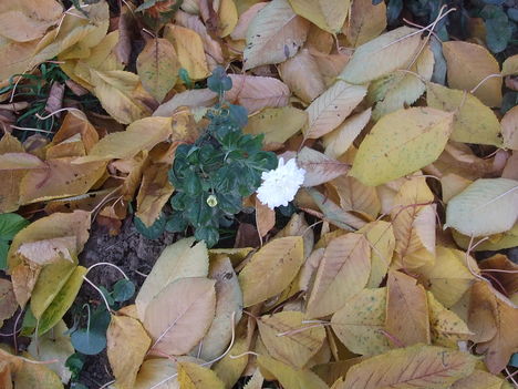 krizantém (Chrysanthemum)