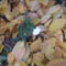krizantém (Chrysanthemum)