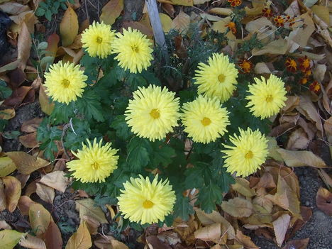 krizantém (Chrysanthemum)