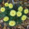 krizantém (Chrysanthemum)