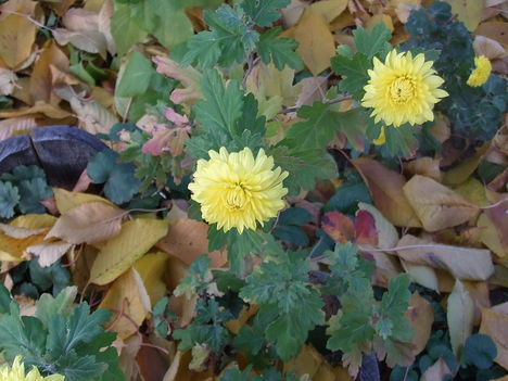 krizantém (Chrysanthemum)
