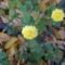 krizantém (Chrysanthemum)