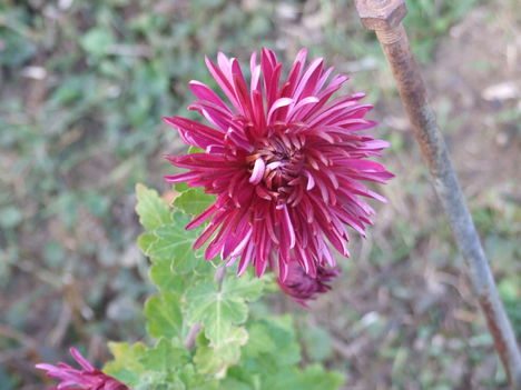 krizantém (Chrysanthemum)