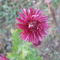 krizantém (Chrysanthemum)