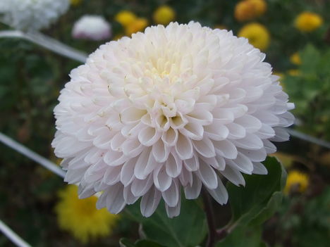 krizantém (Chrysanthemum)