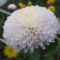 krizantém (Chrysanthemum)