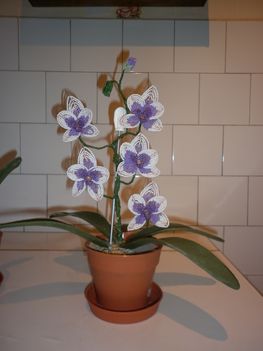 lila orhidea