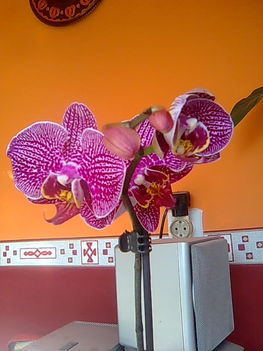 Orchidea