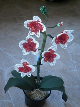 piros orchidea