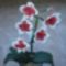 piros orchidea