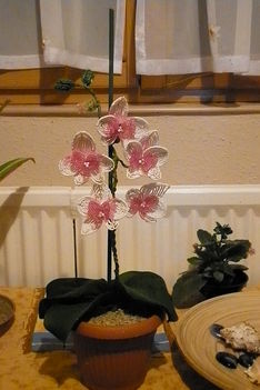 roszaszinű orchidea
