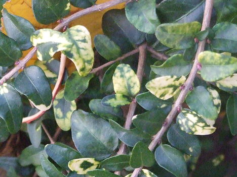 Törpe lonc (Lonicera pileata)