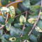 Törpe lonc (Lonicera pileata)