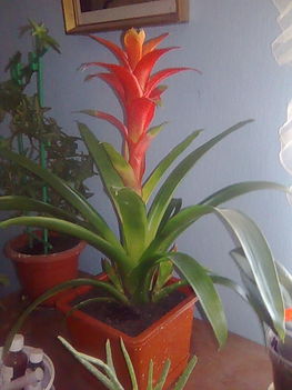 Bromélia