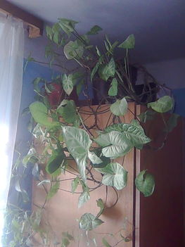 Futósok