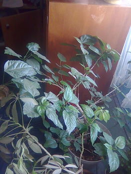 Hibiszkusz
