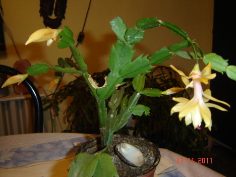 kaktusz 1