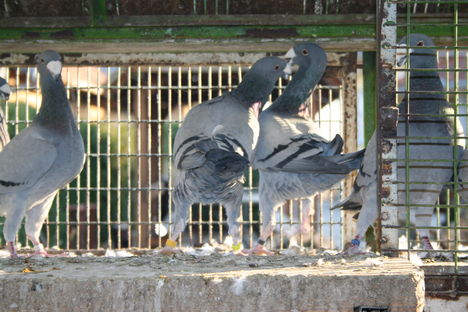 Kékjeim 10
