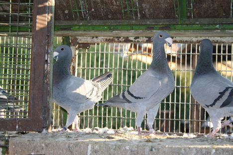 Kékjeim 11