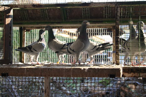 Kékjeim 13