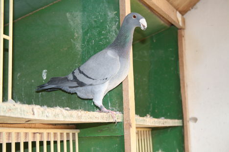 Kékjeim 15