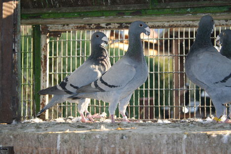 Kékjeim 17