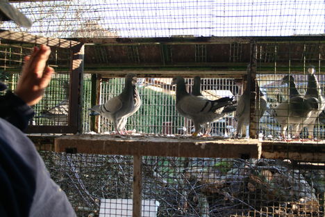 Kékjeim 2