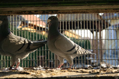 Kékjeim 3