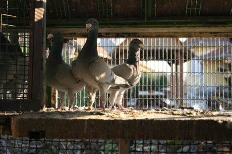 Kékjeim 5