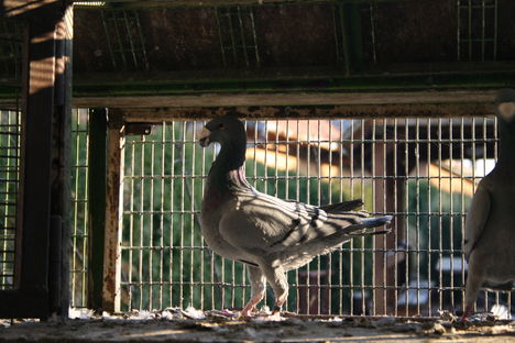 Kékjeim 6