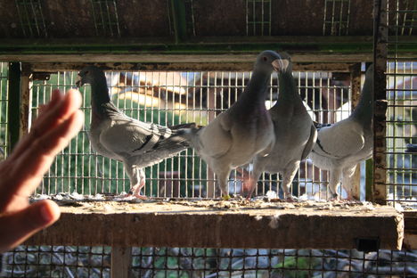 Kékjeim 7
