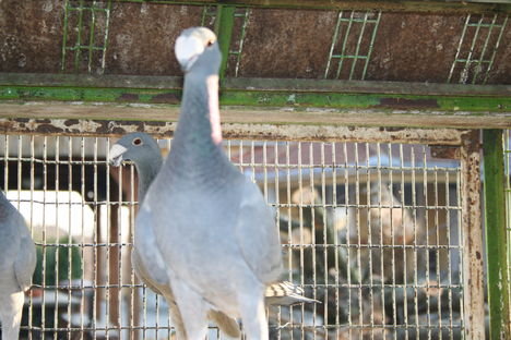 Kékjeim 9