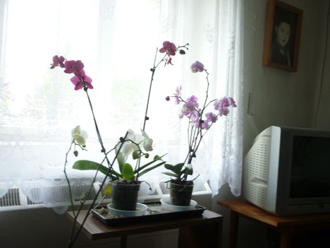 Orchide