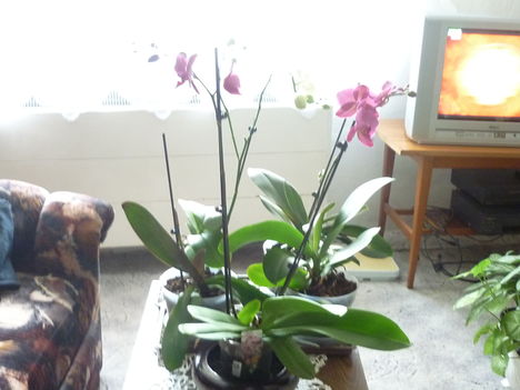 Orchidea