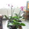 Orchidea