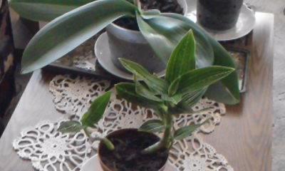 Orchidea