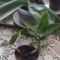 Orchidea