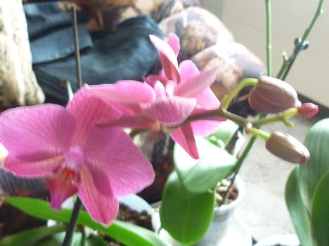 Orchidea
