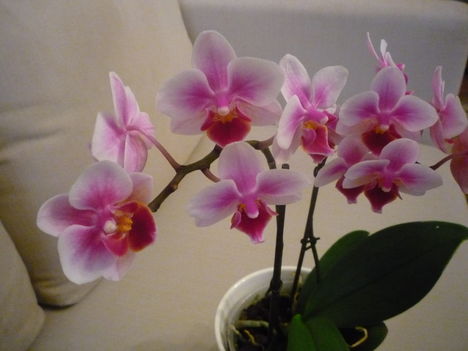 ORCHIDEA  :-)) 6