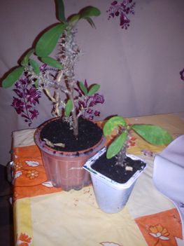 DSC00861