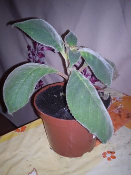 DSC00868