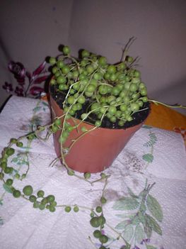 DSC00871