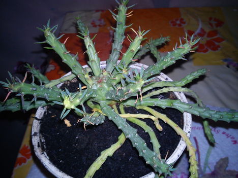 DSC00880
