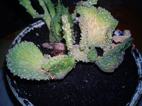 DSC00883