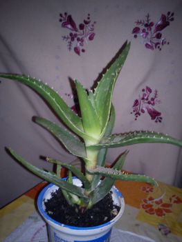 DSC00887