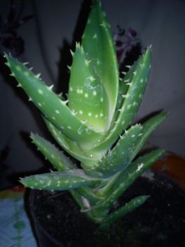 DSC00888